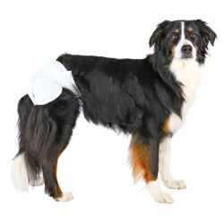 Couches pour chiens femelles, M: 32–48 cm, 12 Pcs