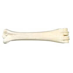 OS AU CALCIUM