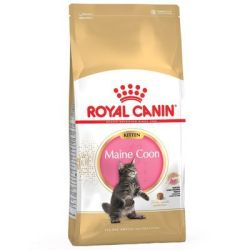 MAINE COON KITTEN 4KG