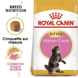 MAINE COON KITTEN 4KG