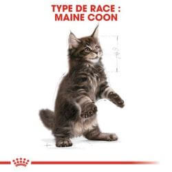MAINE COON KITTEN 2KG