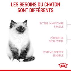 KITTEN 4KG