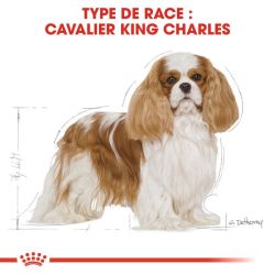 CAVALIER KING CHARLES ADULT 3KG