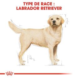 Royal Canin Labrador Retriever Adult