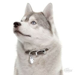 Médaille Friends Husky