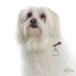 Médaille Friends Bichon Maltais