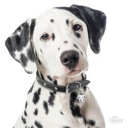 Médaille Friends Dalmatien