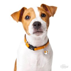 Médaille Friends Jack Russel brun