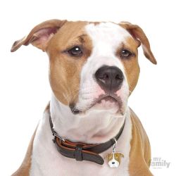 Médaille Friends Amstaff