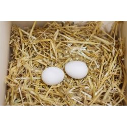 OEUF FACTICE POULE X2