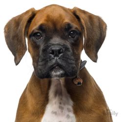 Médaille Friends Boxer