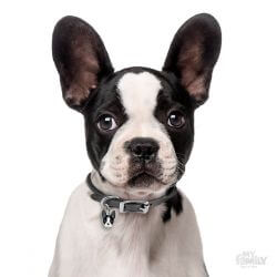 Médaille Friends Boston Terrier