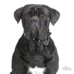 Médaille Friends Cane Corso gris