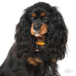 Médaille Friends Cavalier King Charles noir et beige