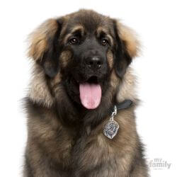 Médaille Friends Leonberg