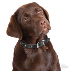 Médaille Friends Labrador Chocolat
