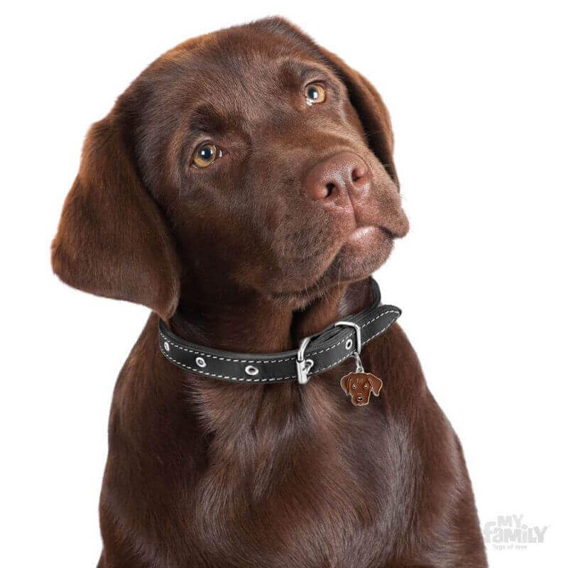 Médaille Friends Labrador Chocolat Médaille Friends Labrador Chocolat