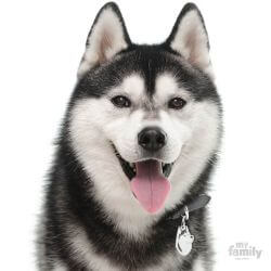 Médaille Friends Husky noir et blanc