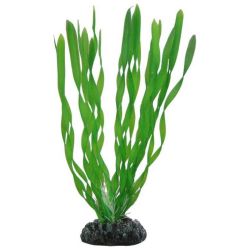 HOBBY VALLISNERIA 20cm