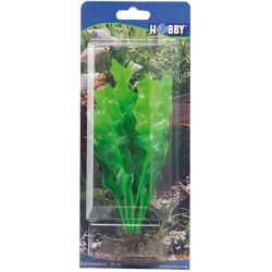 HOBBY ECHINODRUS 20cm