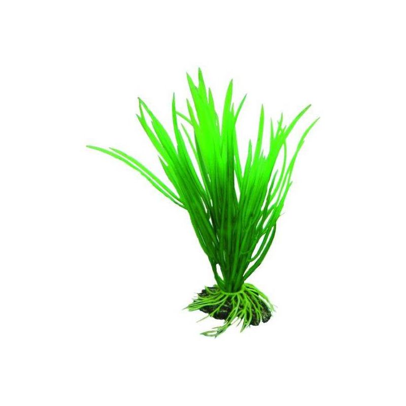 HOBBY CYPERUS 16cm