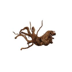 VIGNE RARE ROUGE XS 10-20cm