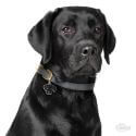 Médaille Friends Labrador noir