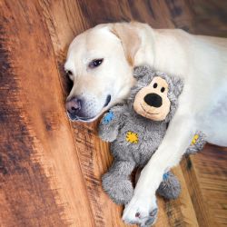 KONG WILD KNOTS BEAR ASSORTED MD/LG