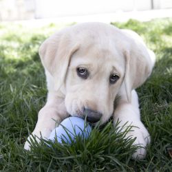 KONG PUPPY LG