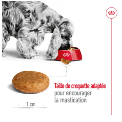 MEDIUM ADULT 10KG