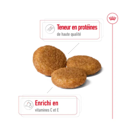 MEDIUM ADULT 10KG