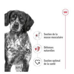 MEDIUM ADULT 10KG