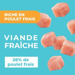 DAFF OPTIMALE CHIEN LARGE Poulet 12KG