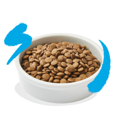 CHAT ADULTE CROQUETTES SAUMON 2 KG