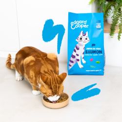 CHAT ADULTE CROQUETTES SAUMON 2 KG