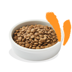 CHAT ADULTE CROQUETTES POULET 2 KG