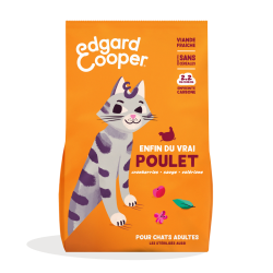 CHAT ADULTE CROQUETTES...