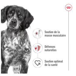 ROYAL CANIN CHIEN MEDIUM ADULT 10x140gr