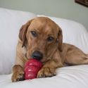 KONG Snacks Bacon Fromage Small