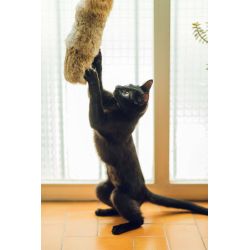 Jouet chat Gehry 40cm