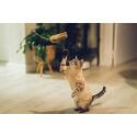 Jouet chat Shigeru