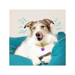 Mâch'sticks Pommes Eucalyptus chien moyen 160g