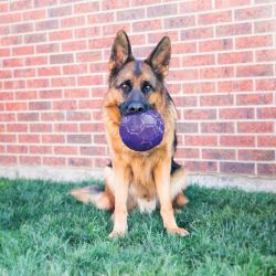 KONG Flexball M-L