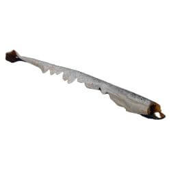 Peau de saumon avec viande 60cm