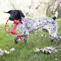 KONG Goodie Bone avec corde Taille M