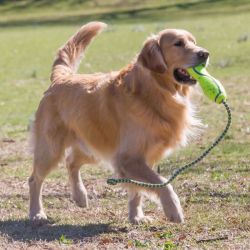KONG Airdog Fetch Stick avec corde Taille M
