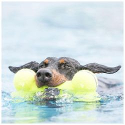 KONG Airdog Bone Taille M