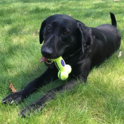 KONG Airdog Bone Taille L
