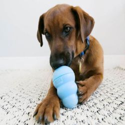 KONG Puppy Taille M