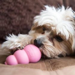 KONG Puppy Taille M